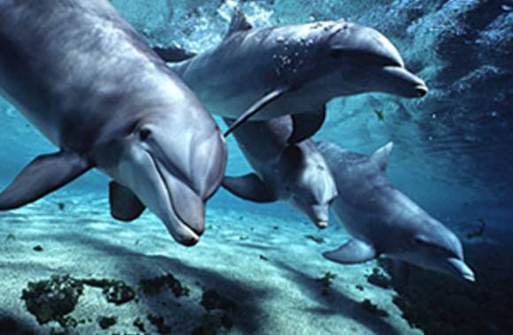 Dolphin pod