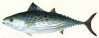 Tuna